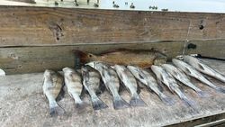 Six black drum fish caught in Port Aransas