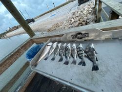 Six black drum fish caught in TX