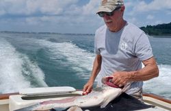 Hardhead sea catfish caught during fishing trip in Quincy