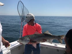 Striped bass caught in Quincy