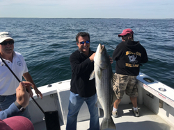 Striped bass caught in Quincy