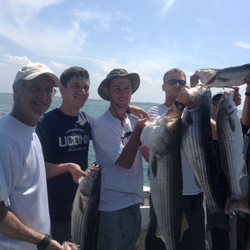 Four striped bass caught while fishing in MA