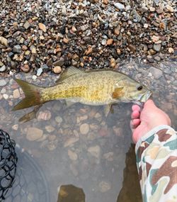 Three anglers with a large fish in Fort Smith