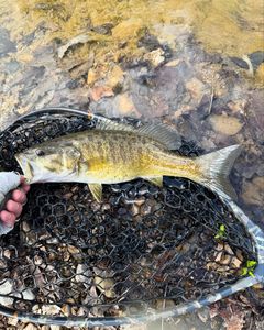 Lone angler fishing at Fort Smith