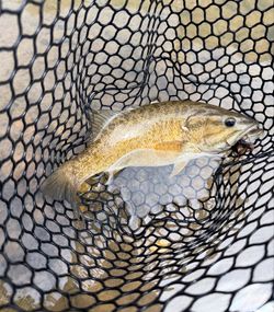 Fishing adventure in AR