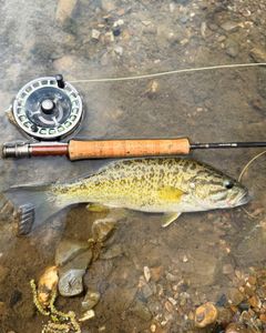 1 fish caught while fishing in AR