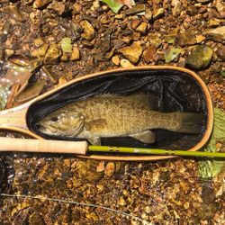 One big fish caught by two people in Fort Smith