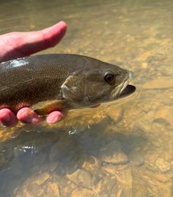 Scenic landscape with 1 fish in the water in AR