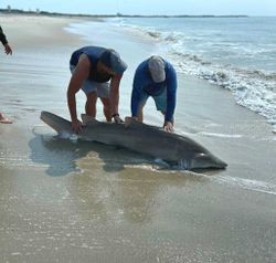 Close encounters with sharks, NJ.