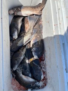 5 fish caught while fishing in MA