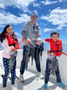 5 sea bass caught while fishing in MA