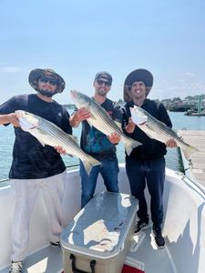 3 striped bass caught in MA while fishing