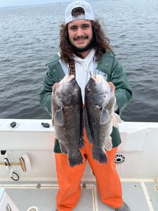 Two tautog fish caught while fishing in Bourne