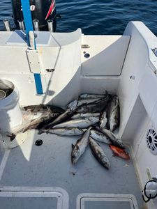 Three fish caught while fishing in Bourne