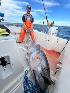 Catch of the day: Yellowfin Tuna in MA
