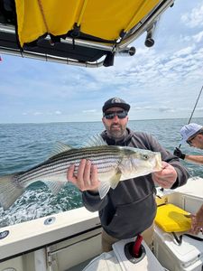 Solid striped bass!