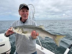 Powerful striped bass!
