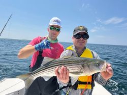 A striped bass caught in MA