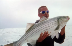 A striped bass fishing catch in Barnstable