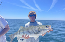 Striped bass caught during cruises, fishing, and tours in Barnstable