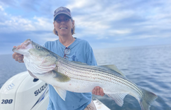 Striped bass caught in Barnstable