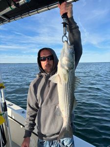 Striped bass caught while fishing in Barnstable, Massachusetts