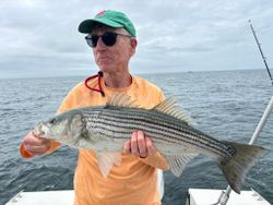 Striped bass caught in Barnstable