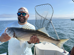 Huge Striped Bass reeled in from the depths off Barnstable!