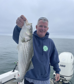 Striped Bass Caught in MA
