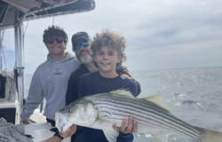 Striped bass caught during a fishing tour in MA