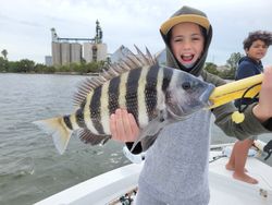 Sheepshead fish caught in Tampa, Florida, while fishing