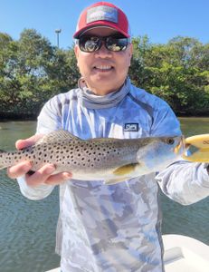 Spotted Weakfish, 470 inches, fishing in Tampa