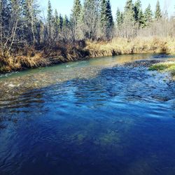 Fly fishing bliss in Alberta.