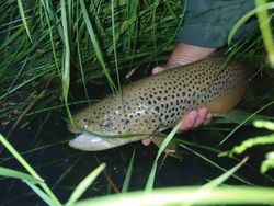 Trout tales in Alberta waters.