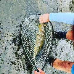 Expert Alberta fly fishing experiences