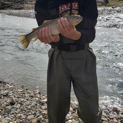 Unlock trout paradise, Alberta.
