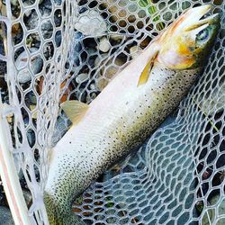 Alberta guide's fishing expertise.