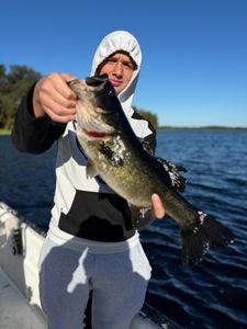 Chunky largemouth landed!