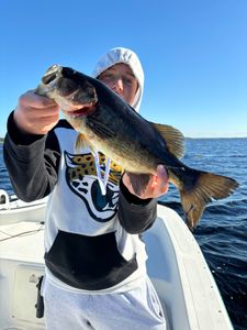 Impressive largemouth bass on light tackle