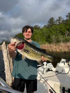 Large bass fish being held up after successful catch in Interlachen FL with boat and lake in background