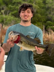 Freshly caught bass being held up after successful fishing trip in Interlachen FL