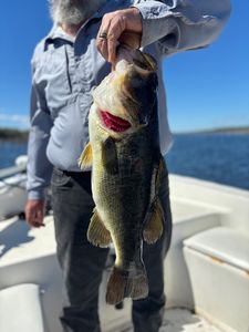Large bass being held by angler on fishing boat in Interlachen Florida