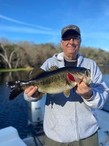 Largemouth Bass caught in FL