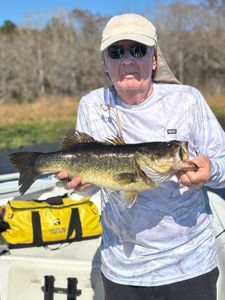 Stout largemouth bass!