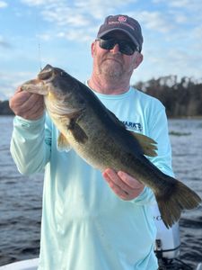 Heavyweight Bass!