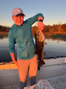 Sunlit largemouth bass!