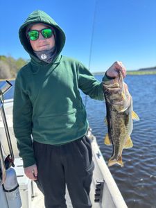 Chunky Largemouth!