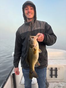 Largemouth Bass caught while fishing in FL