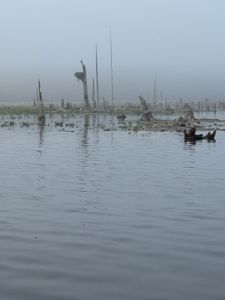 Misty fishing scene with dead tree stumps emerging from calm water in Interlachen FL