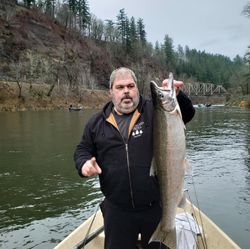 A Coho Salmon being fished in OR